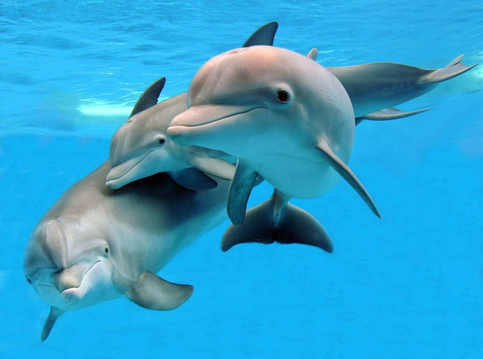 Живая природа дельфины. Семейство дельфиньих. Семья дельфинов с дельфиненком. Дельфин-Афалина. Дельфин с детенышем.