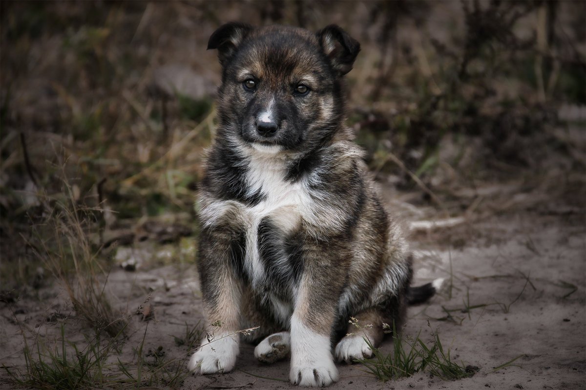 Бродячий щенок