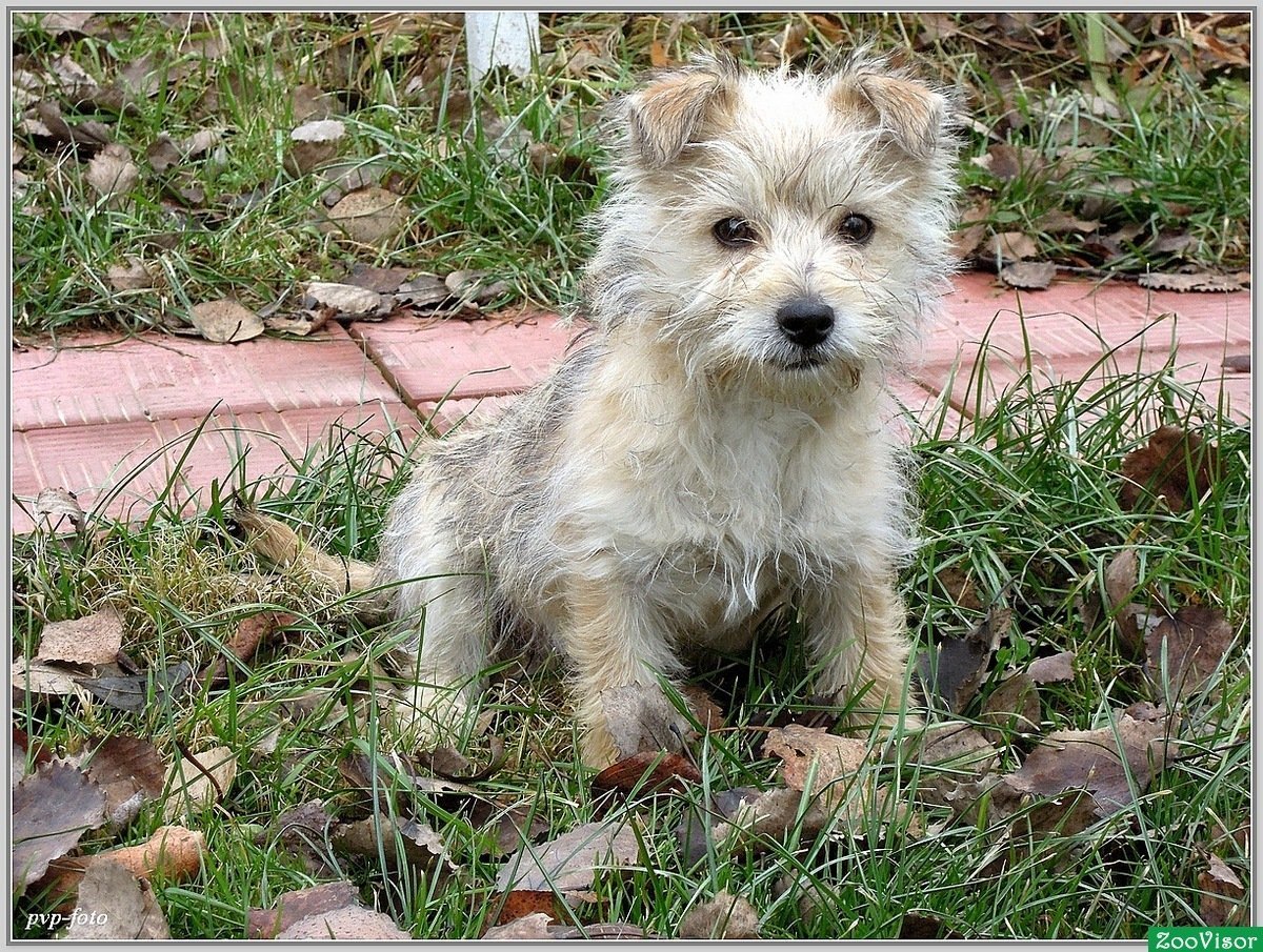 Беспородная собака терьер