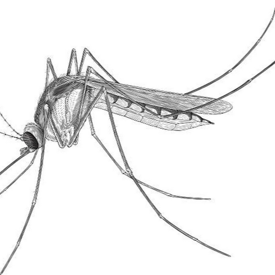 Комар эскиз