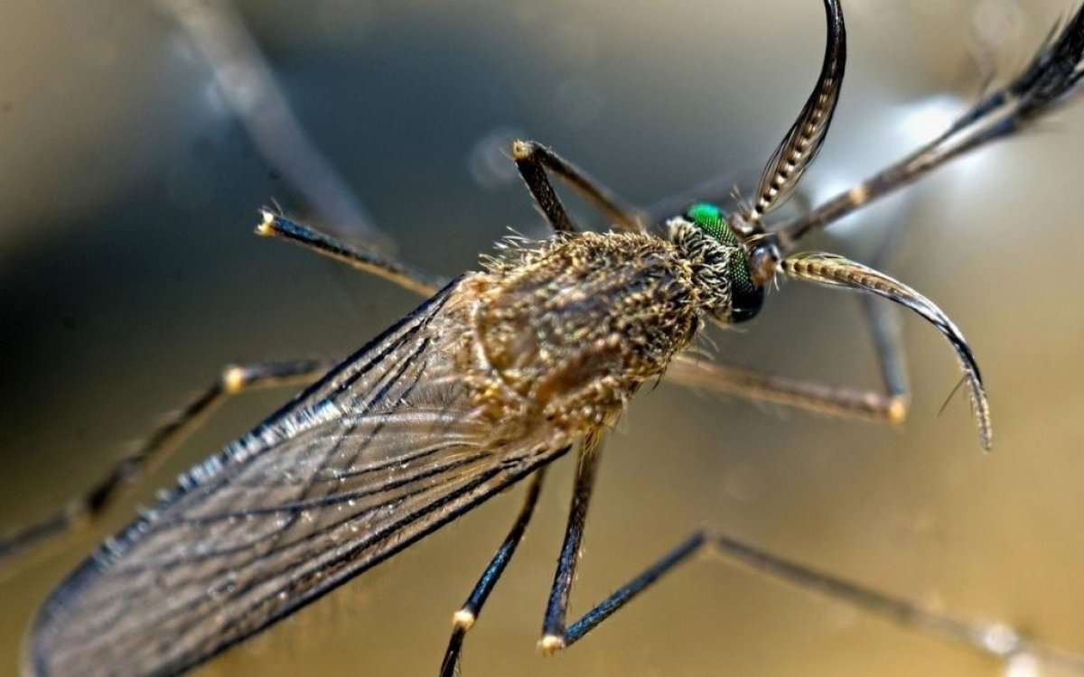 Комар обыкновенный Пискун