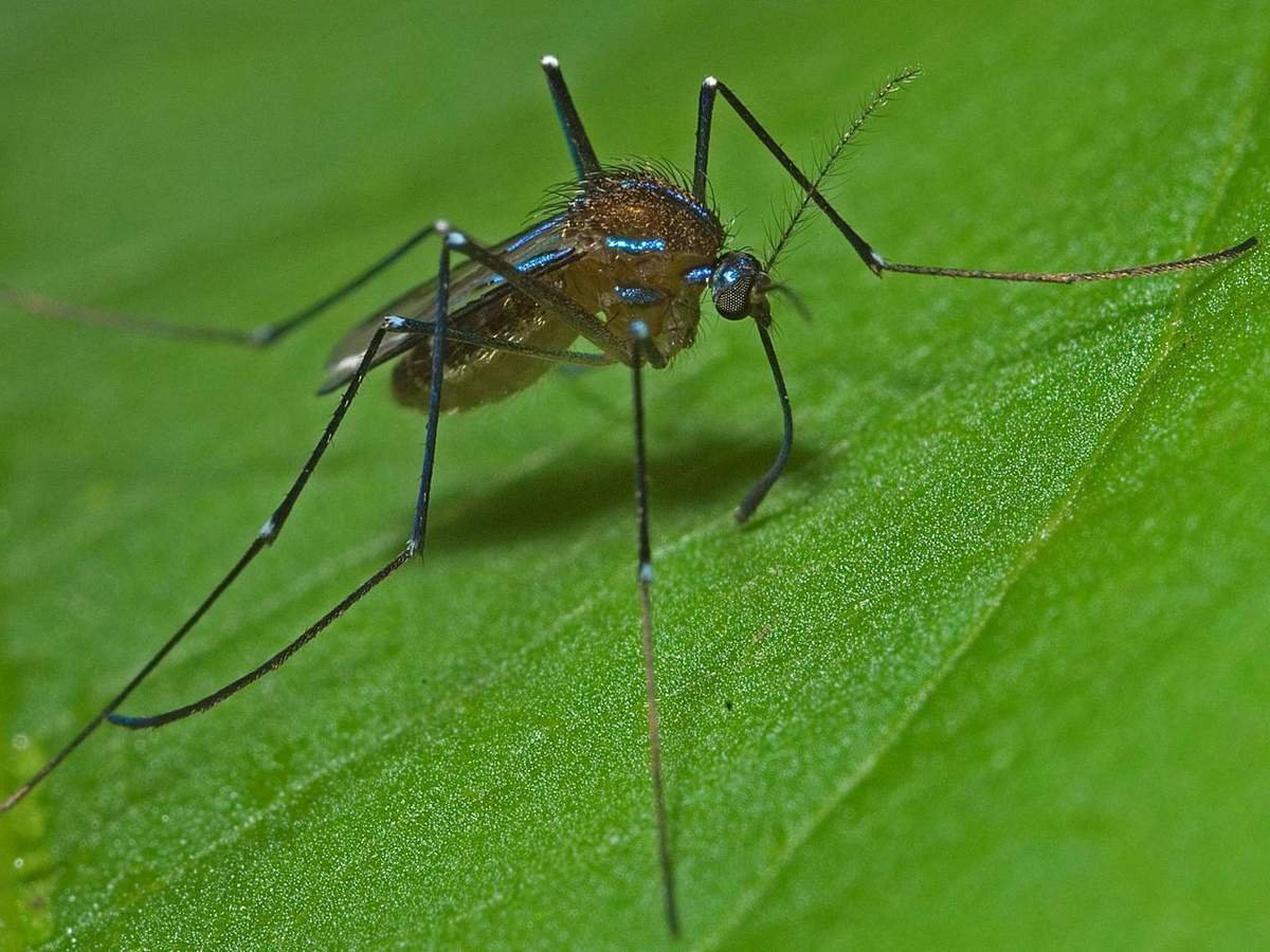 Москит и комар