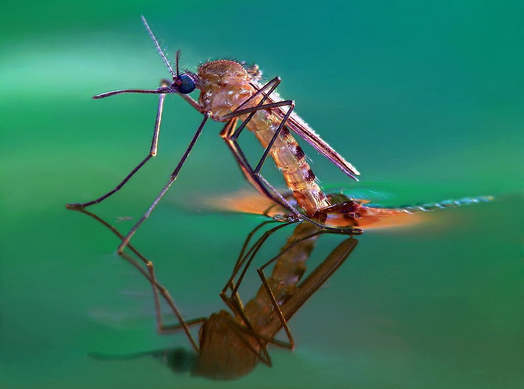 Красный комар долгоножка