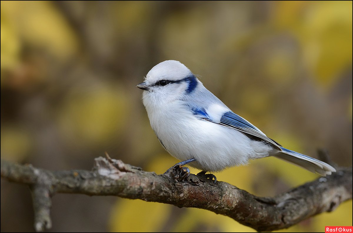 Птица небольшая в лесу