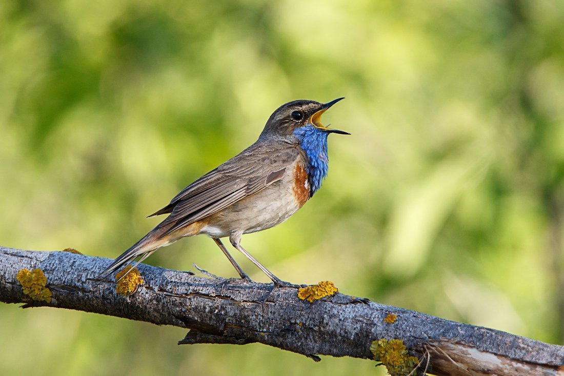Утки Подмосковья мандаринки