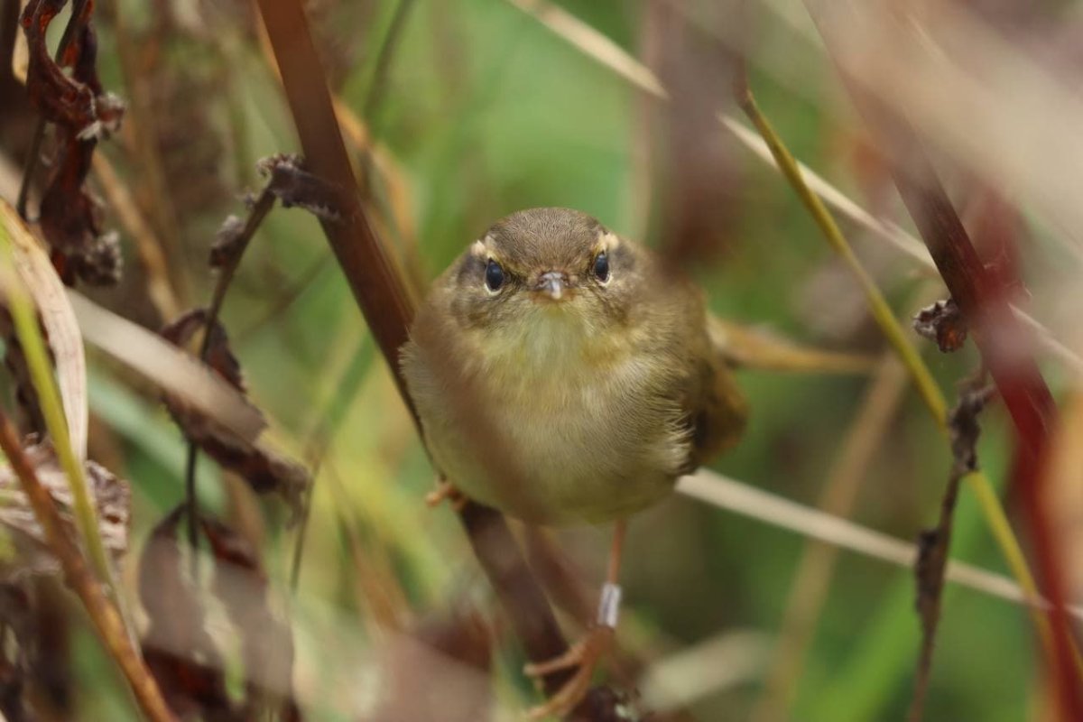 Птицы в Белоруссии виды