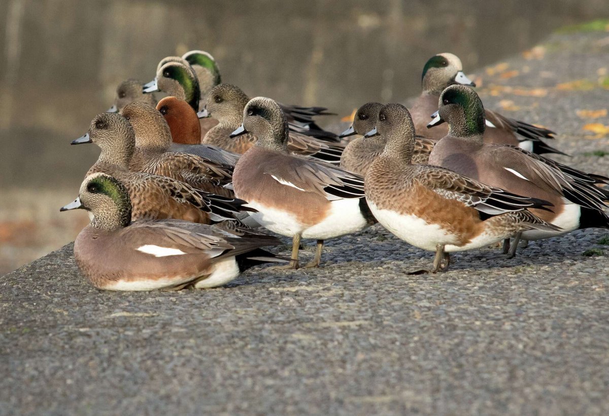 Полосатые птицы