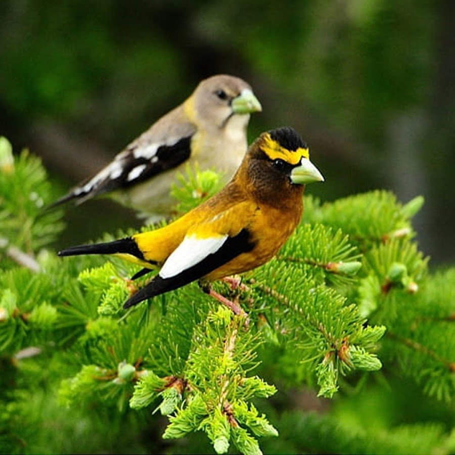 Европейская белая лазоревка