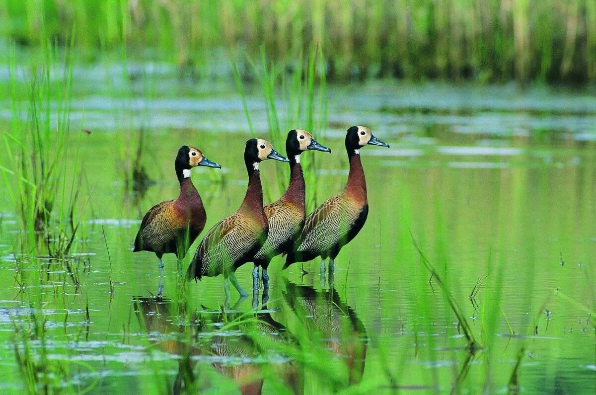 Птицы в Белоруссии виды