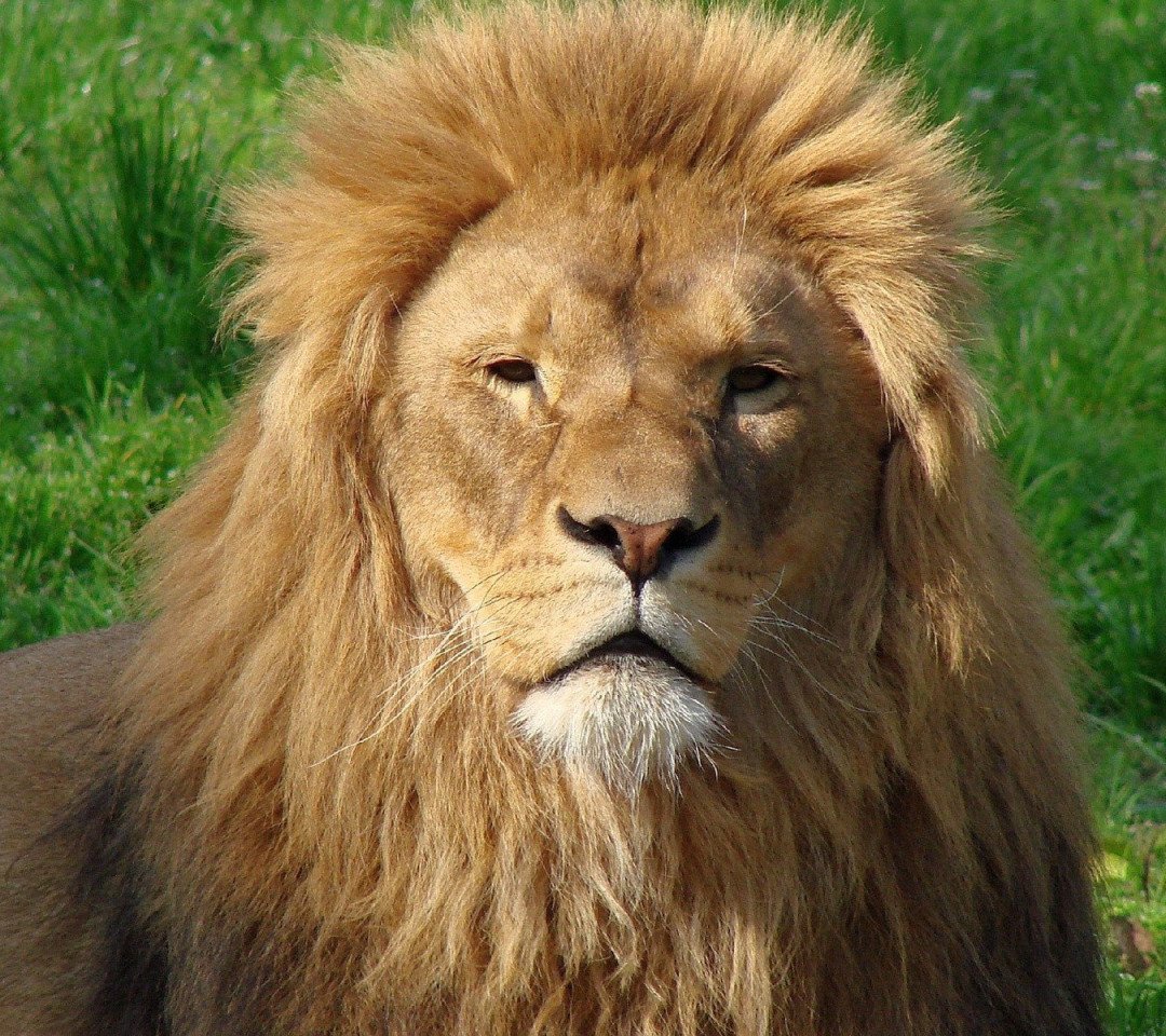 Самый огромный зверь