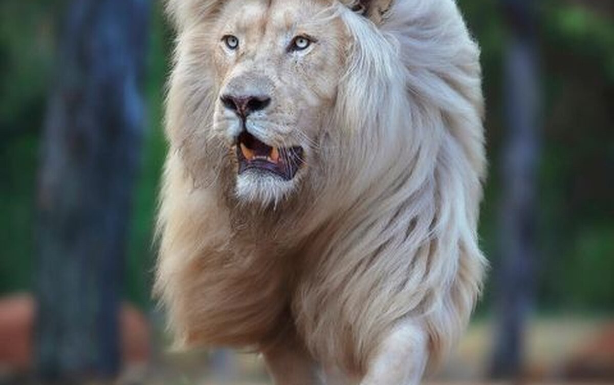 Лигр Аполлон