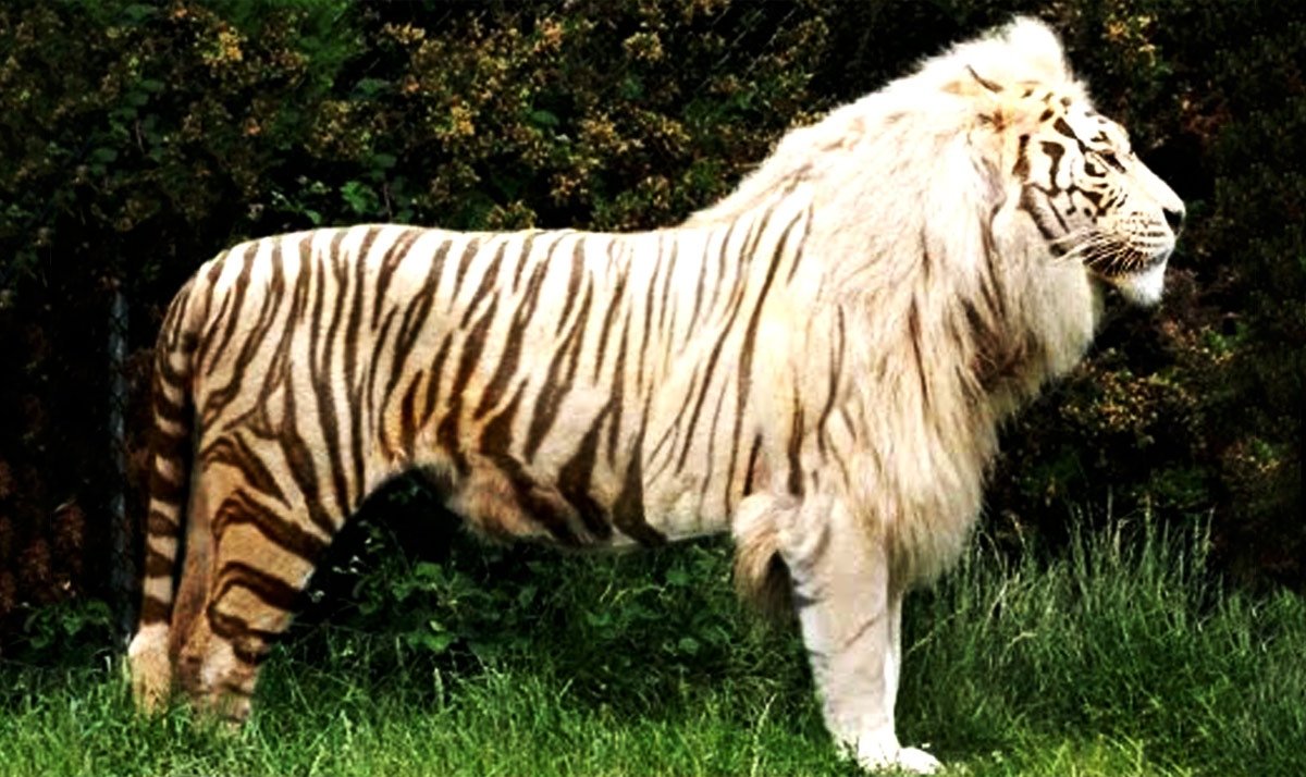 Животные альбиносы львы