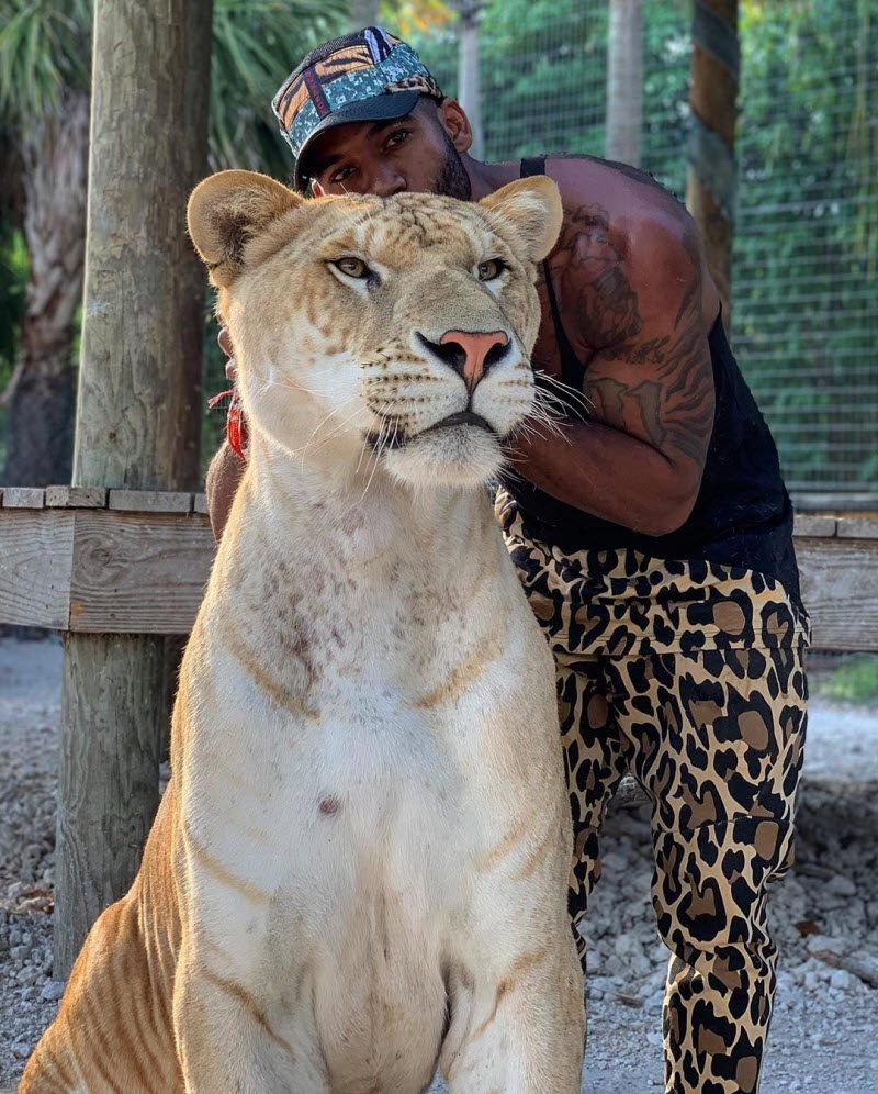 Лигр и тигролев белый