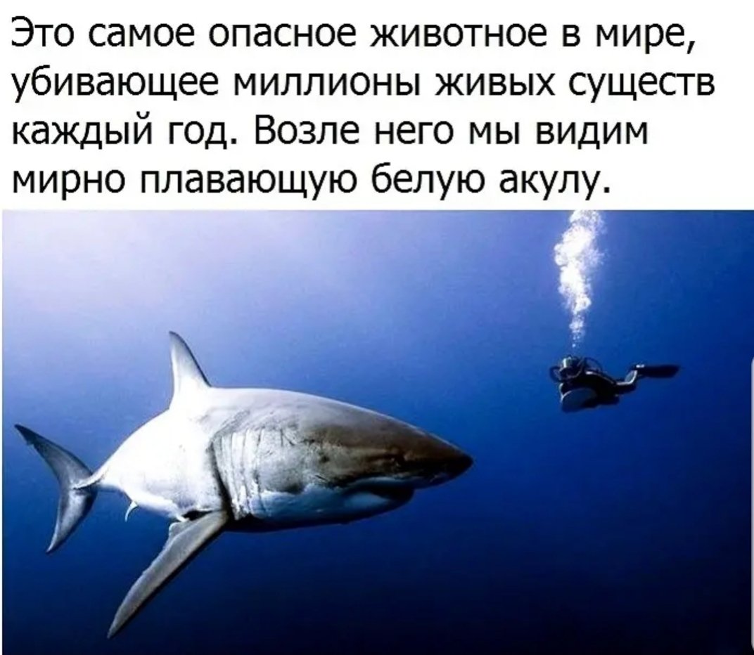 Большая белая акула