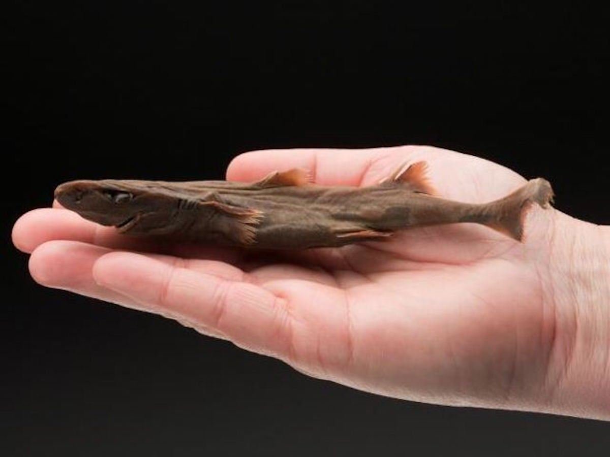 Карликовая акула вида Etmopterus perryi