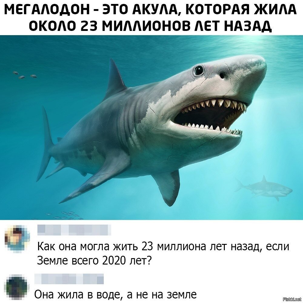 Гигантская китовая акула