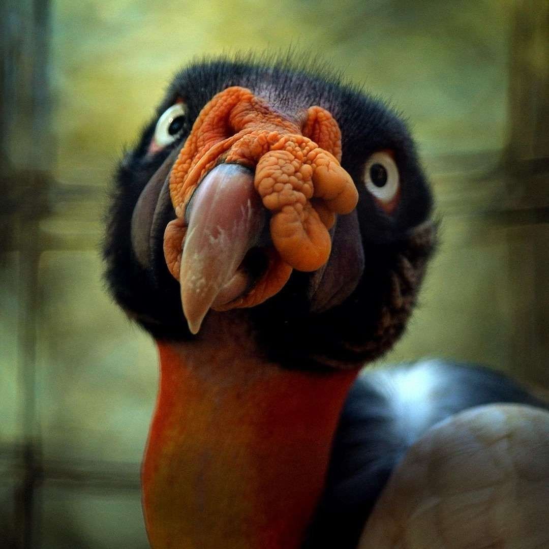 Панамский Королевский гриф