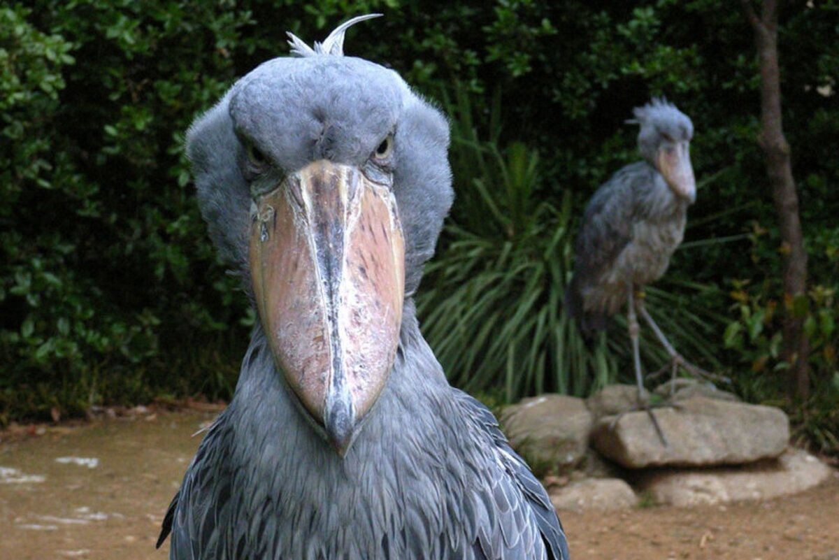 Королевский китоглав