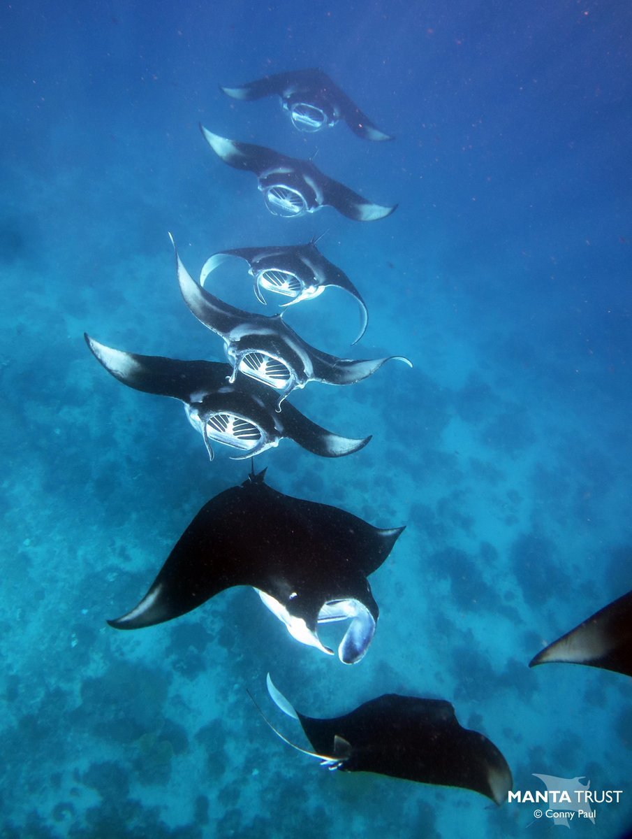 Морской дьявол рыба