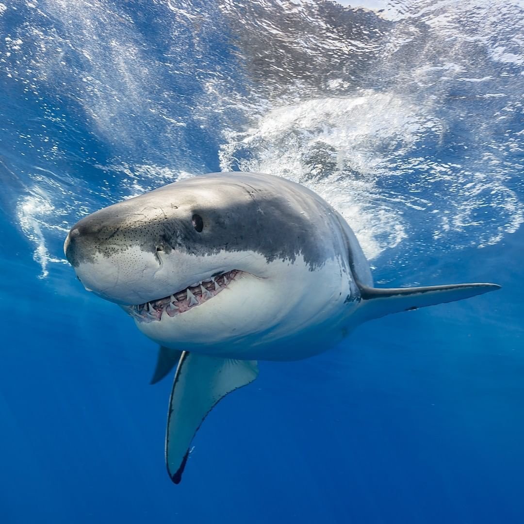 Маленькая акула