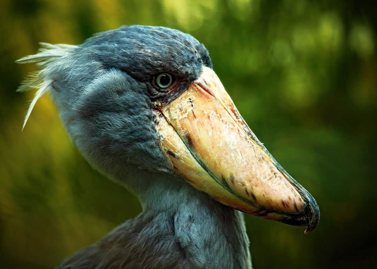 Китоглавка строение клюва