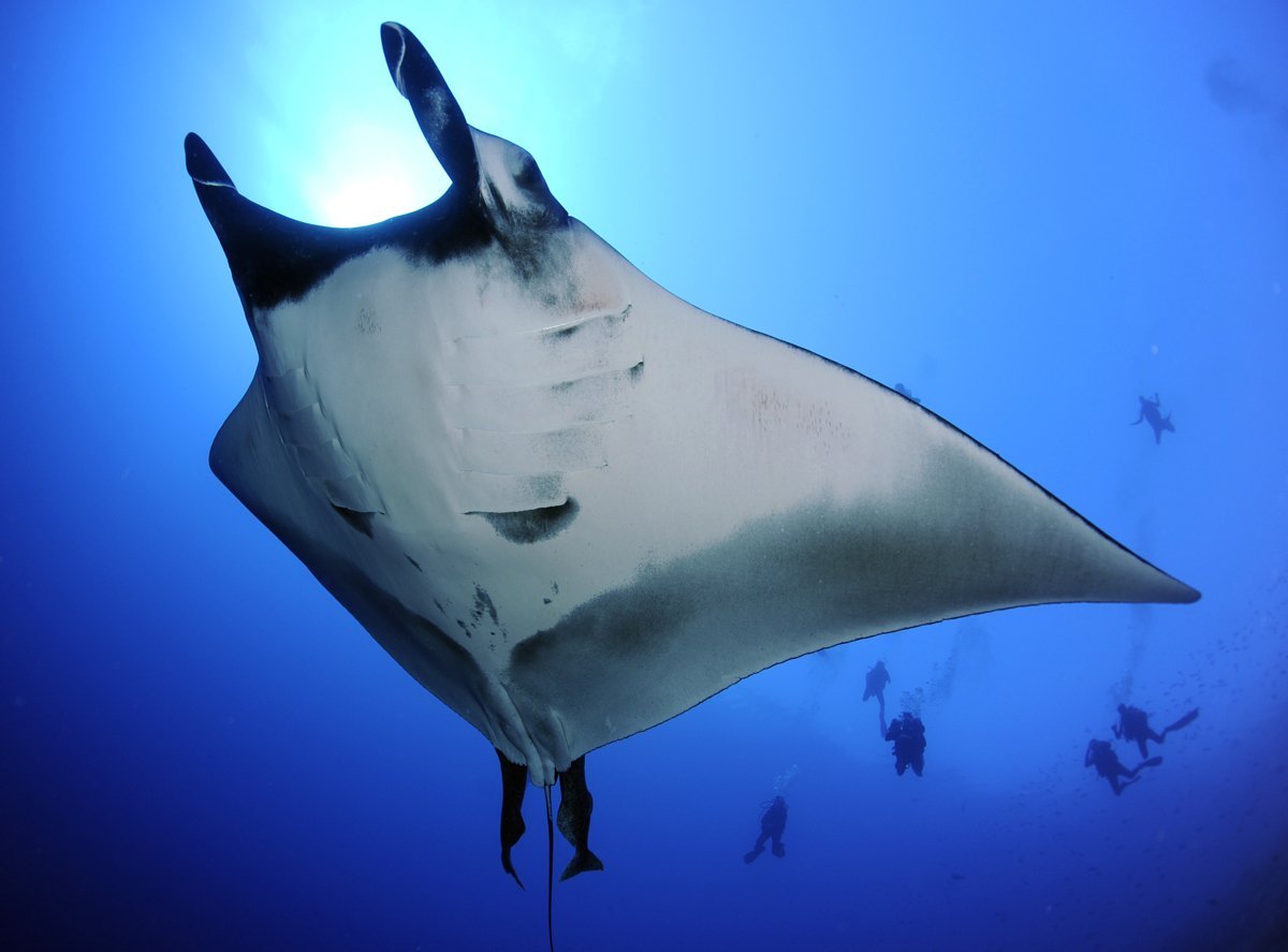 Скат гигантский морской дьявол