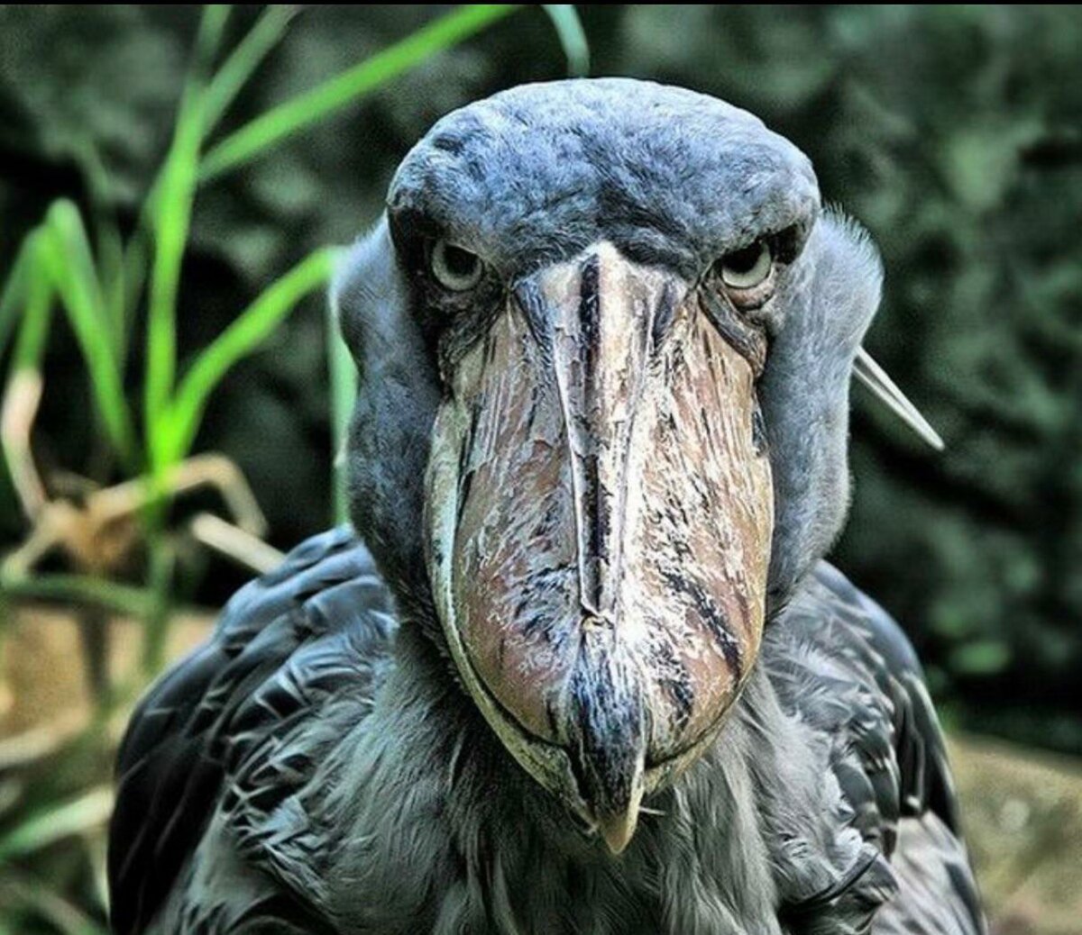 Птица с длинным широким клювом