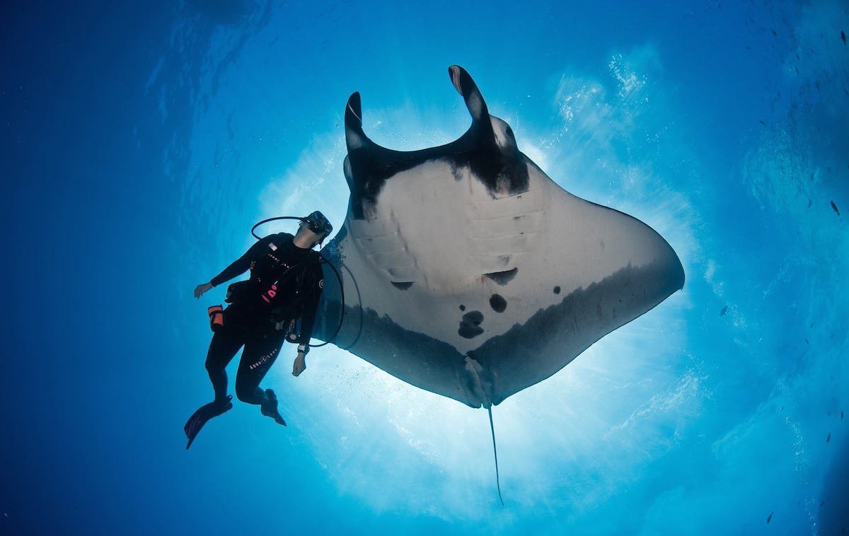 Королевская Манта Скат