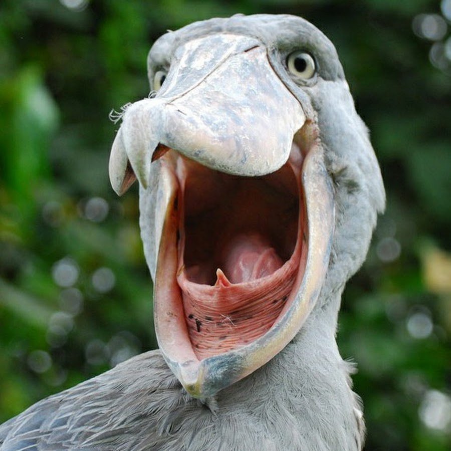 Цапля китоглав