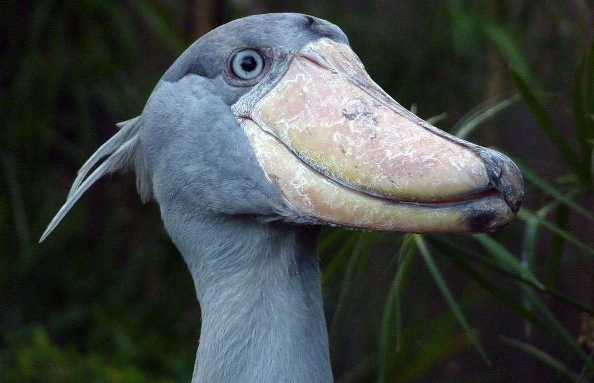 Тупик топорик птица