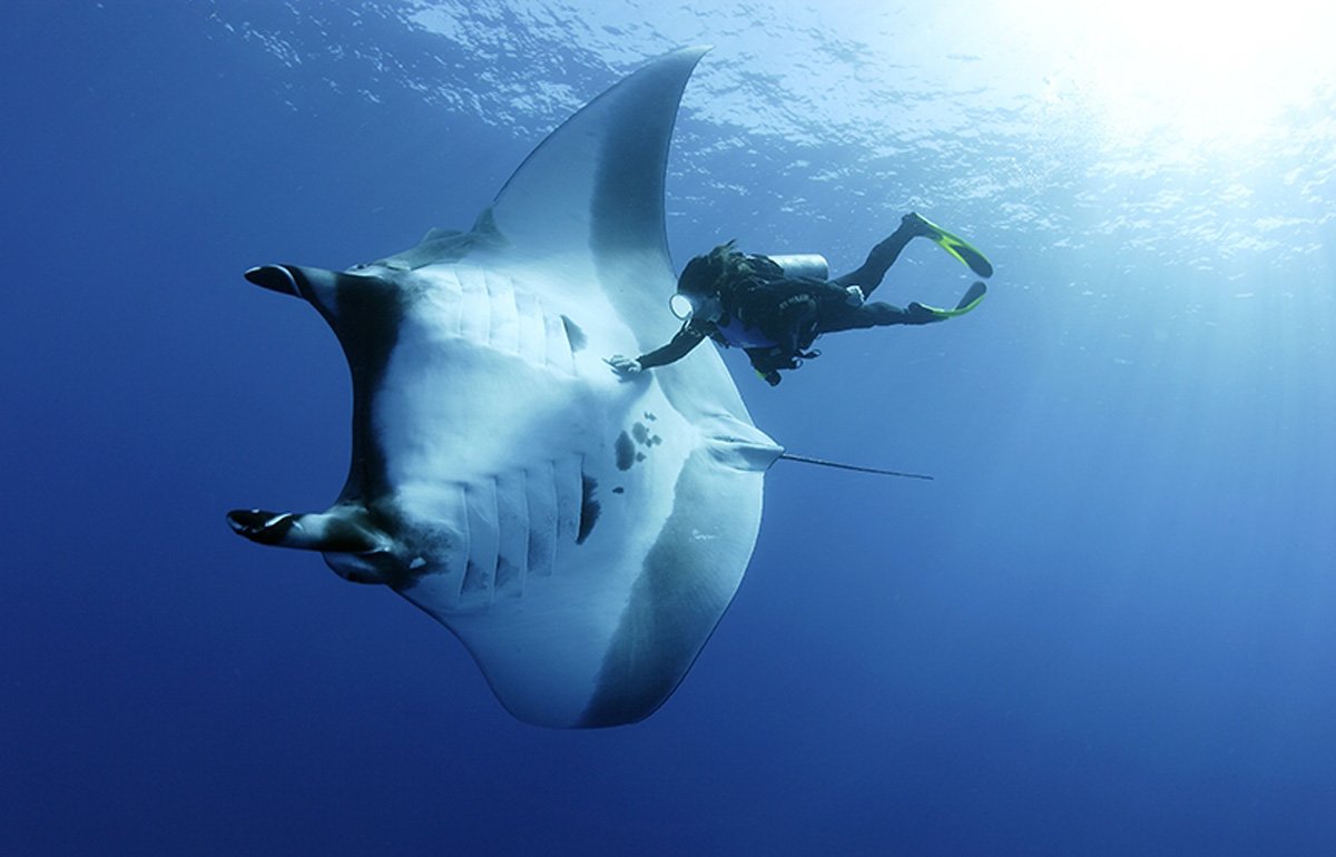 Скат гигантский морской дьявол