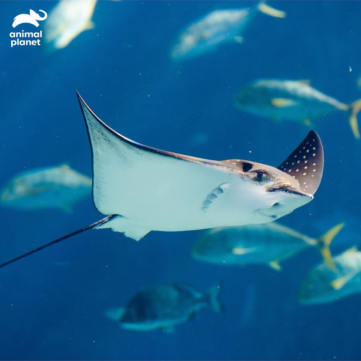 Морская рыба Манта рай маленькие