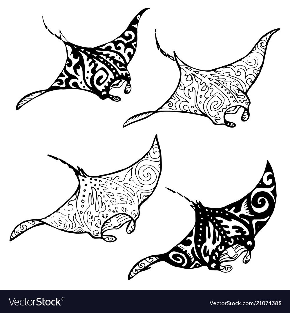 Скат Манта в Южной Америке