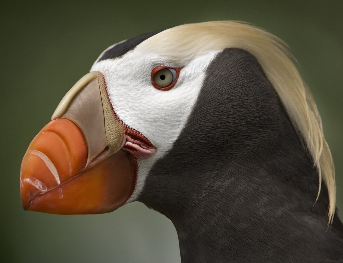 Хохлатая цапля