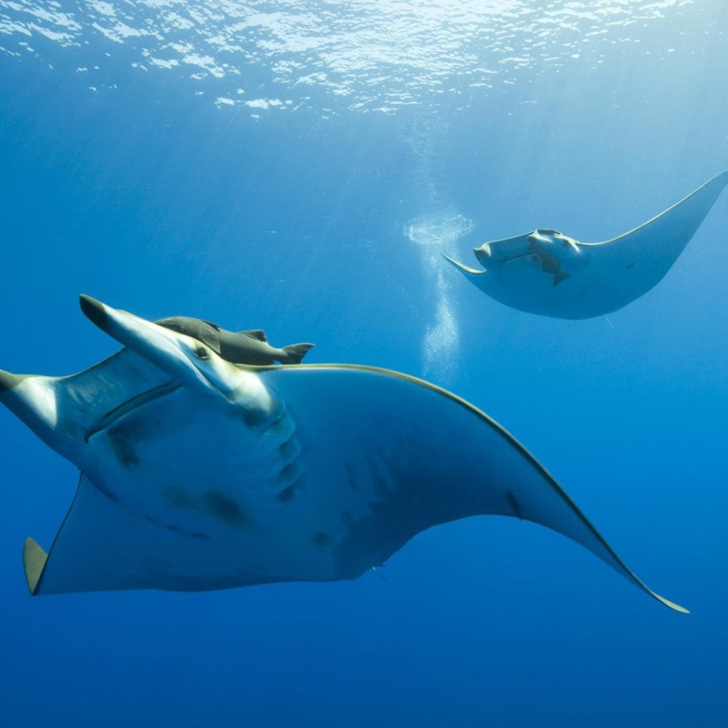 Электрический Скат Манта