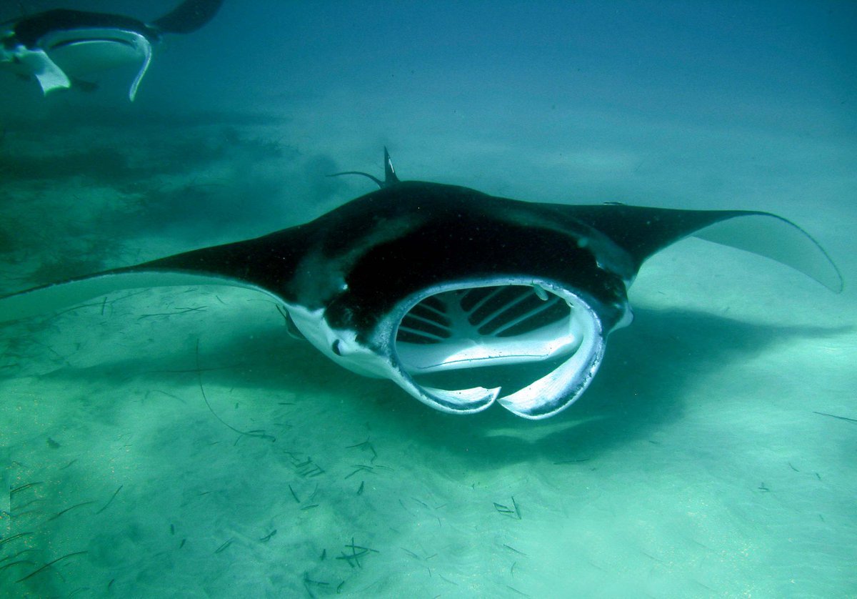 Скат гигантский морской дьявол