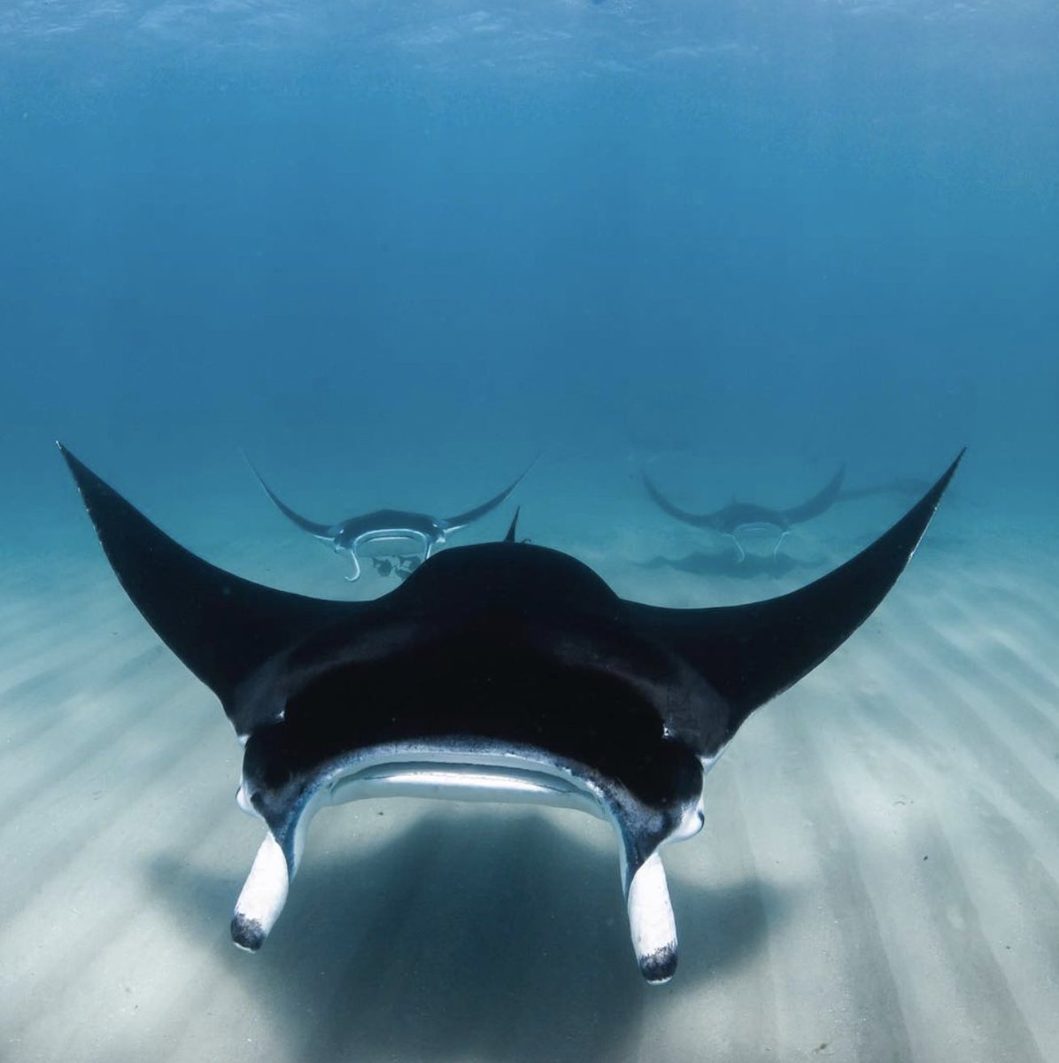 Манты в океане