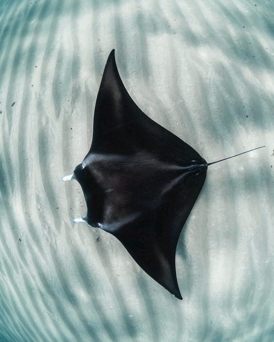 Скат улыбается