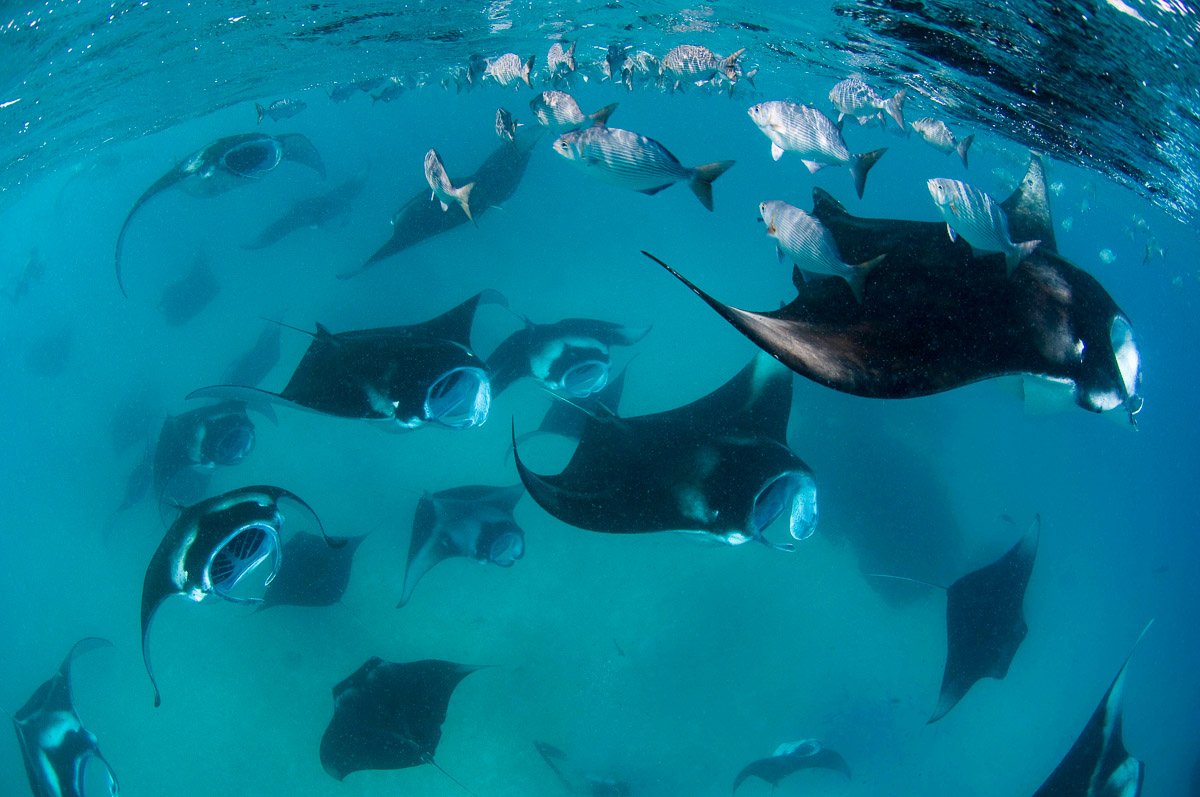 Стингрей Скат