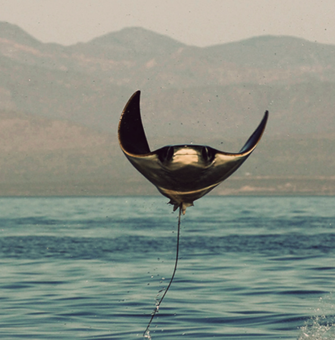 Manta ray