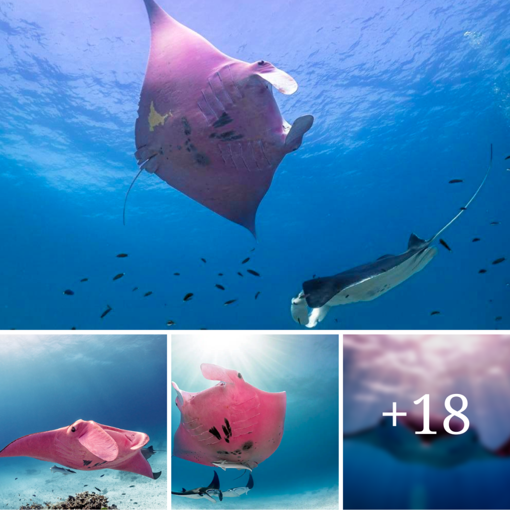 Розовый Скат инспектор Клузо