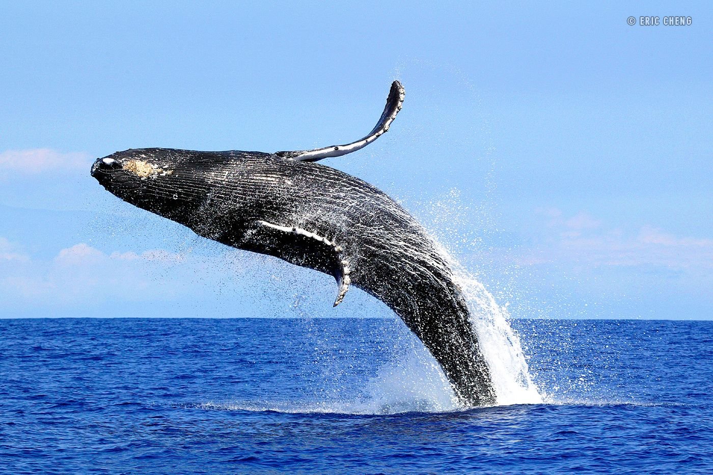 Кит ест рыбу. Горбатый кит. Синий кит питается планктоном. Усатый кит. Питание китообразных.