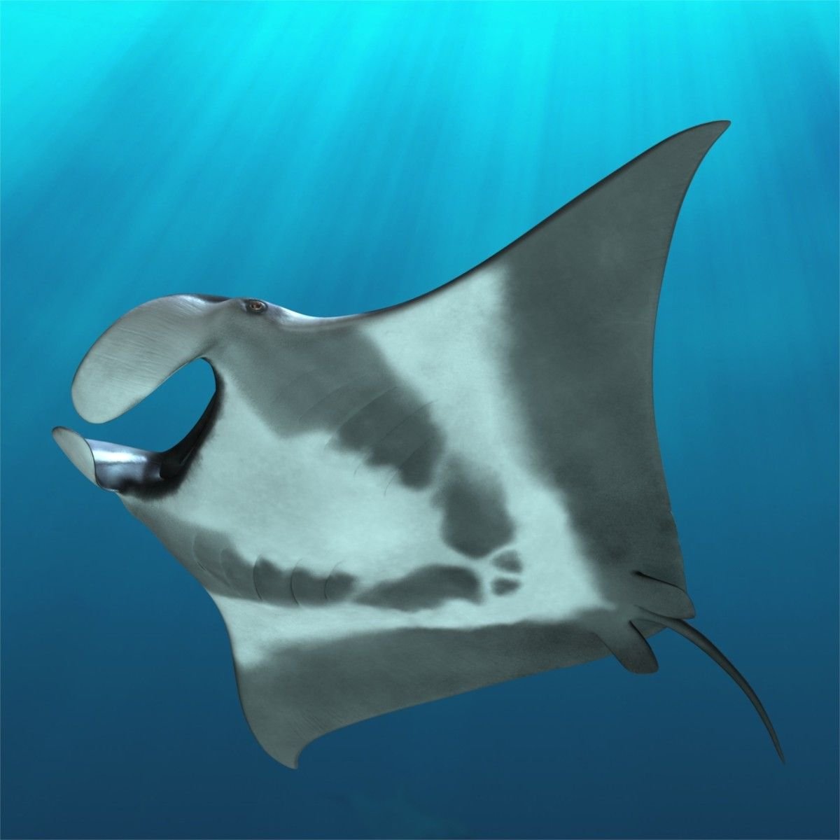 Giant Oceanic Manta ray