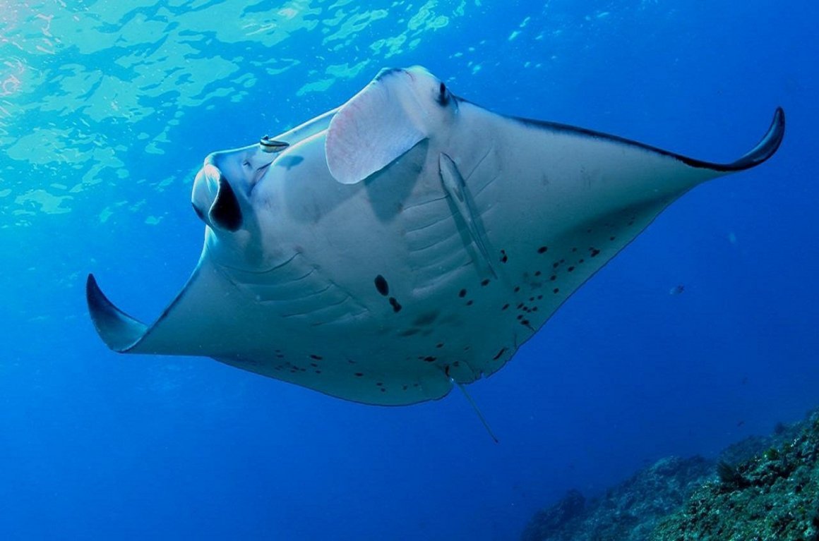 Скат Манта