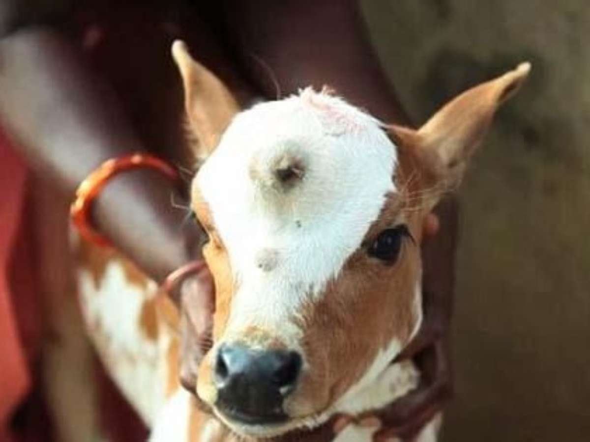 Красивый теленок