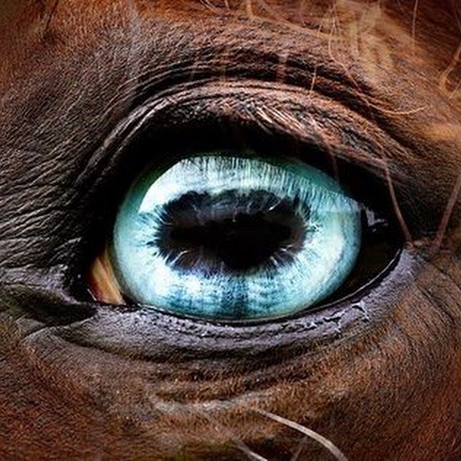 Глаза коровы