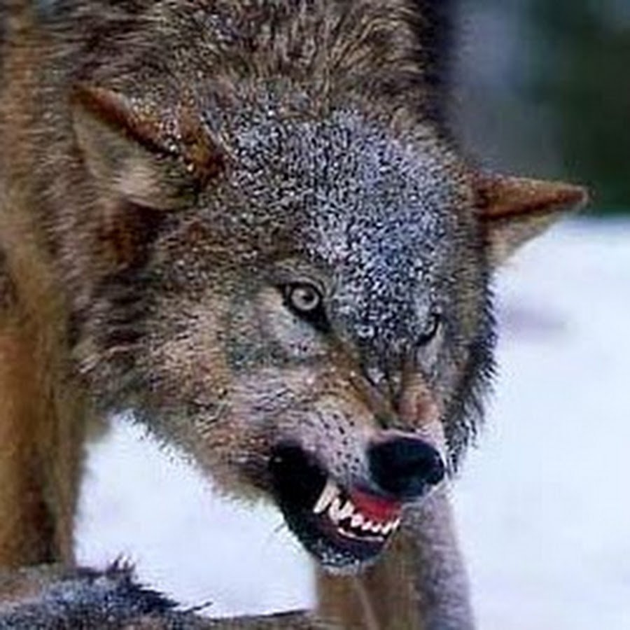 Шакал в лесу