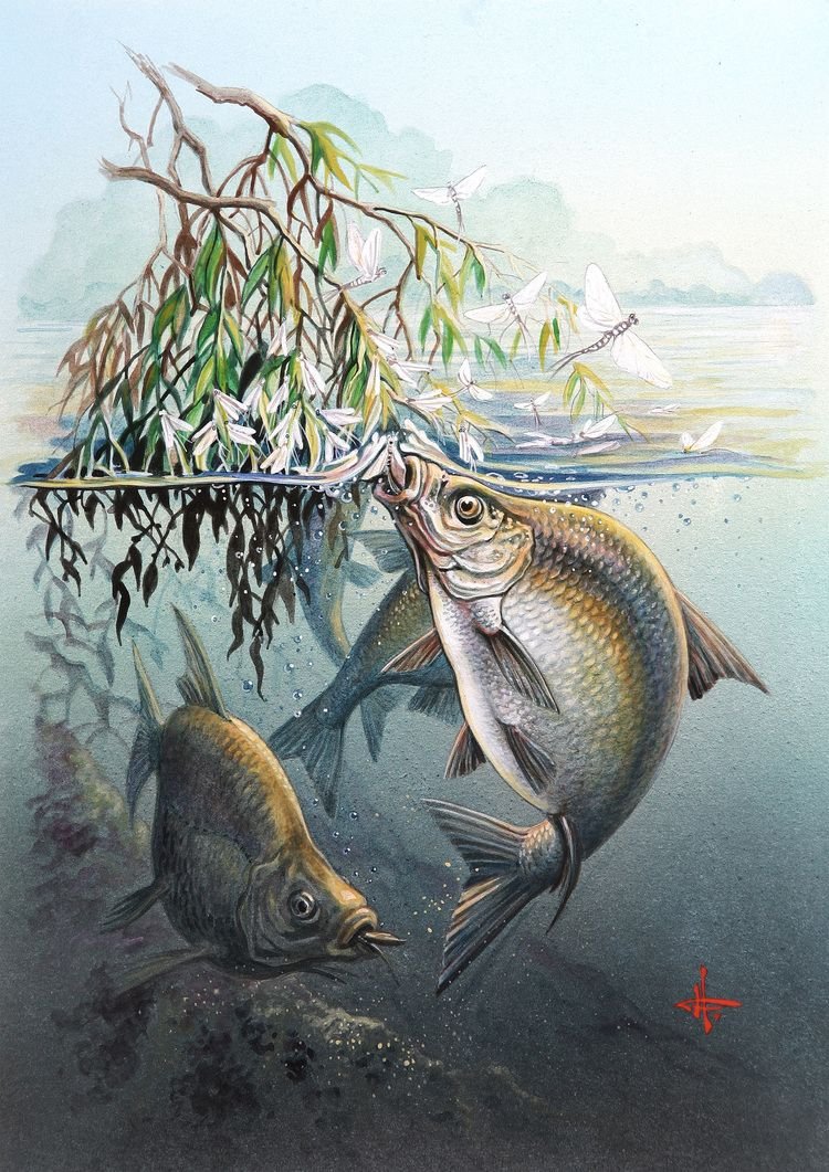 Елец Сибирский