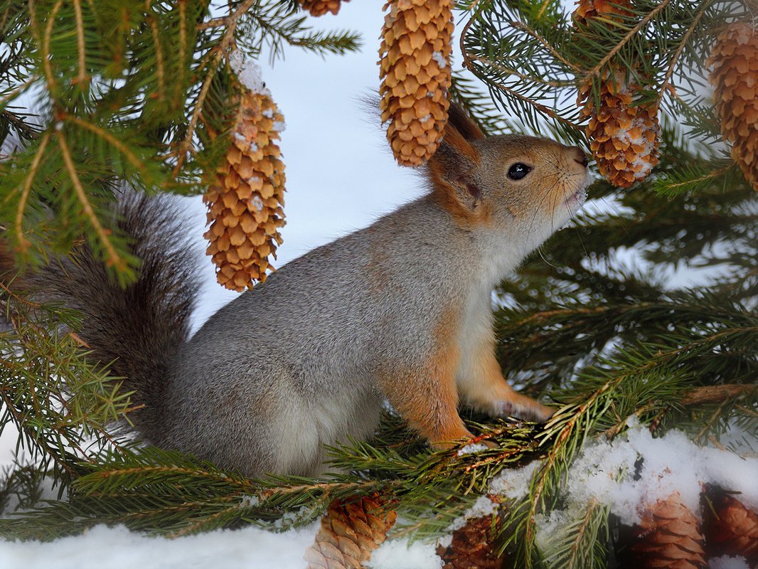 Лес с животными