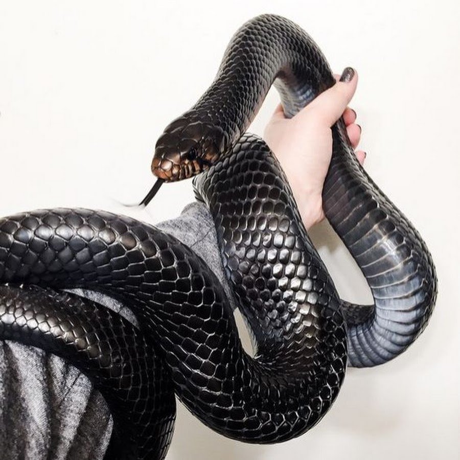 Королевская Кобра